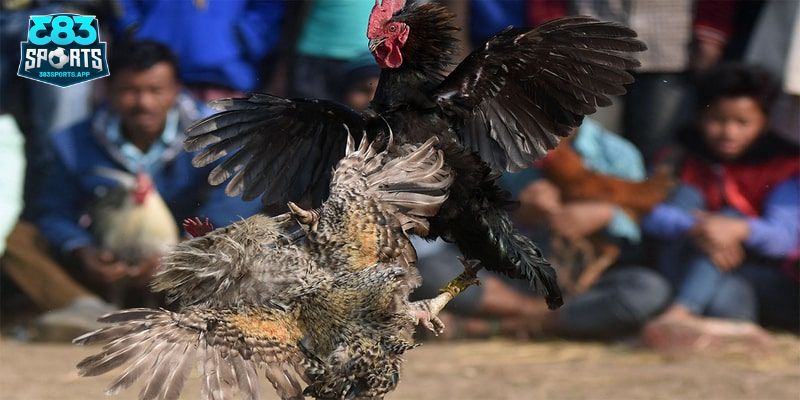 Thông tin cơ bản về sảnh đá gà 383sports