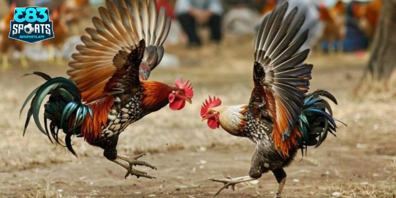 Giải mã chiến thuật chơi đá gà Thomo
