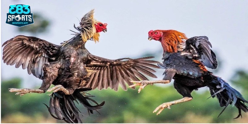 Hướng dẫn cách tham gia chơi đá gà Thomo