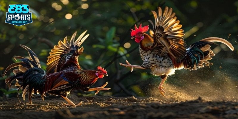 Mẹo hay khi nuôi gà đá từ sư kê chi tiết
