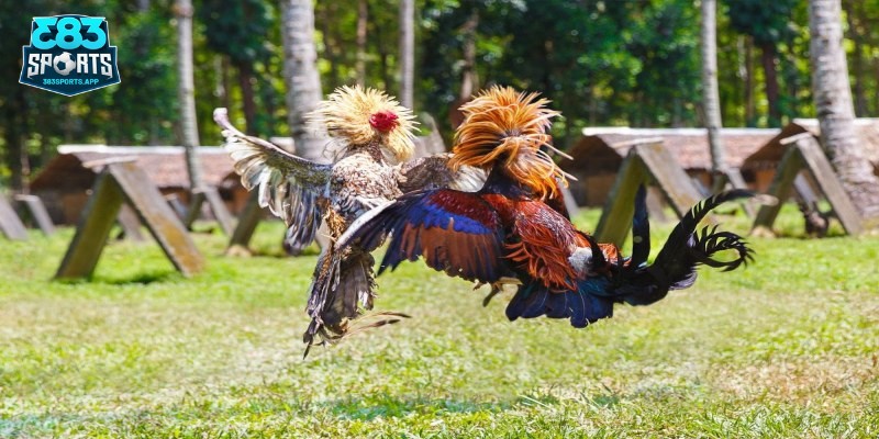 Thông tin cơ bản về cách nuôi gà đá