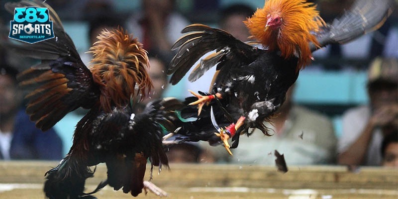 Tìm hiểu thông tin sơ nét về đá gà Mỹ