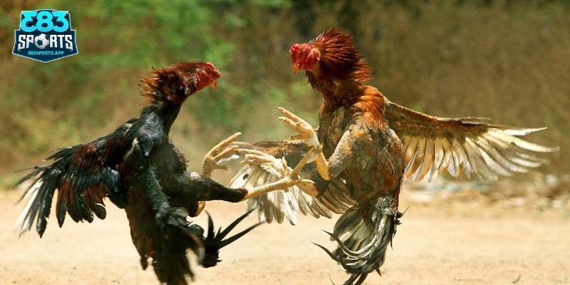 Tổng quan cơ bản về đá gà Thomo